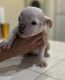 English Bulldog Puppies for sale in Palm Desert, CA, USA. price: NA