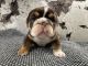 English Bulldog Puppies for sale in Modesto, CA, USA. price: $2,500