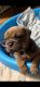 English Bulldog Puppies for sale in Hesperia, CA, USA. price: NA
