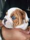 English Bulldog Puppies for sale in Corona, CA 92882, USA. price: $1,000