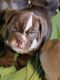 English Bulldog Puppies for sale in North Branch, MI 48461, USA. price: $2,500