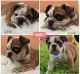English Bulldog Puppies for sale in Los Angeles, CA, USA. price: $2,500
