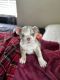 English Bulldog Puppies for sale in Lehigh Acres, FL, USA. price: $12,000