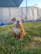 English Bulldog Puppies for sale in Bridgeview, IL, USA. price: $3,500