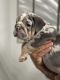 English Bulldog Puppies for sale in Mishawaka, IN, USA. price: $2,500