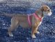 English Bulldog Puppies for sale in Linden, VA 22642, USA. price: $1,500