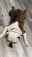English Bulldog Puppies for sale in Southfield, MI, USA. price: $3,500