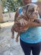 English Bulldog Puppies for sale in 1920 NW 180th Way, Pembroke Pines, FL 33029, USA. price: NA