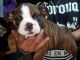 English Bulldog Puppies for sale in San Antonio, TX, USA. price: $2,500