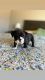 English Bulldog Puppies for sale in Victorville, CA, USA. price: $2,500