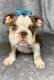 English Bulldog Puppies for sale in Southern California, CA, USA. price: $2,500