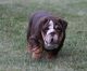 English Bulldog Puppies for sale in Wallingford, KY 41093, USA. price: $4,000