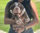 English Bulldog Puppies for sale in Auburndale, FL 33823, USA. price: NA