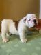 English Bulldog Puppies for sale in Orange County, CA, USA. price: $4,000