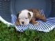 English Bulldog Puppies for sale in Belvedere DA17, UK. price: 550 GBP
