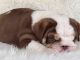 English Bulldog Puppies for sale in Albuquerque, NM, USA. price: $3,800