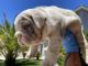 English Bulldog Puppies for sale in Palmdale, CA, USA. price: $4,000