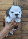 English Bulldog Puppies for sale in Rocky Mount, NC, USA. price: NA