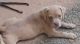 English Bulldog Puppies for sale in Doyline, LA 71023, USA. price: NA