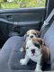 English Bulldog Puppies for sale in New Haven, KY 40051, USA. price: NA