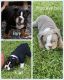 English Bulldog Puppies for sale in Frankford, WV 24938, USA. price: NA
