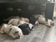 English Bulldog Puppies for sale in Houston, TX, USA. price: $3,000