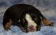 English Bulldog Puppies for sale in Winnsboro, TX 75494, USA. price: $2,500