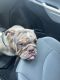 English Bulldog Puppies for sale in Pacific Palisades, Los Angeles, CA, USA. price: NA