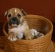 English Bulldog Puppies for sale in Middleport, OH 45760, USA. price: NA