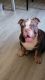 English Bulldog Puppies for sale in Long Beach, CA, USA. price: $4,500