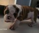 English Bulldog Puppies for sale in San Antonio, TX 78251, USA. price: NA