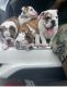 English Bulldog Puppies for sale in Ellenwood, GA, USA. price: $1,500