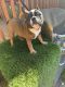 English Bulldog Puppies for sale in Hillsboro, OR, USA. price: NA