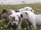 English Bulldog Puppies for sale in Batchtown, IL 62006, USA. price: NA