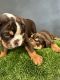 English Bulldog Puppies for sale in San Bernardino, CA, USA. price: $3,000