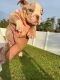 English Bulldog Puppies for sale in Orlando, FL, USA. price: $3,500