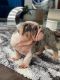 English Bulldog Puppies for sale in 1920 NW 180th Way, Pembroke Pines, FL 33029, USA. price: $3,500