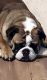 English Bulldog Puppies for sale in Galax, VA 24333, USA. price: NA