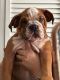 English Bulldog Puppies for sale in Bridgeview, IL, USA. price: $2,500
