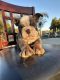 English Bulldog Puppies for sale in Riverside-San Bernardino-Ontario, CA, CA, USA. price: NA