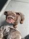English Bulldog Puppies for sale in Atlanta, GA, USA. price: $1,900