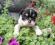 English Bulldog Puppies for sale in Covington, KY, USA. price: $2,900