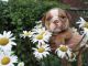 English Bulldog Puppies for sale in Covington, KY, USA. price: $2,900