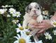 English Bulldog Puppies for sale in Covington, KY, USA. price: NA
