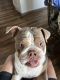 English Bulldog Puppies for sale in Spring Hill, FL, USA. price: NA