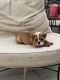English Bulldog Puppies for sale in Chilton, WI 53014, USA. price: $3,000