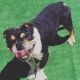 English Bulldog Puppies for sale in Victorville, CA, USA. price: $600