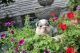 English Bulldog Puppies for sale in Covington, KY, USA. price: $3,900