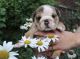 English Bulldog Puppies for sale in Covington, KY, USA. price: $3,500