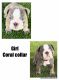 English Bulldog Puppies for sale in San Tan Valley, AZ, USA. price: NA